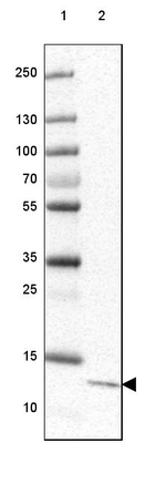 C6orf129 Antibody in Western Blot (WB)