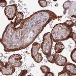 NDUFAF7 Antibody in Immunohistochemistry (Paraffin) (IHC (P))