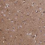 C2orf69 Antibody in Immunohistochemistry (Paraffin) (IHC (P))