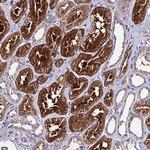C2orf69 Antibody in Immunohistochemistry (Paraffin) (IHC (P))