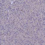 C2orf69 Antibody in Immunohistochemistry (Paraffin) (IHC (P))