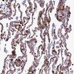 COL6A6 Polyclonal Antibody