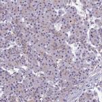 COL6A6 Antibody in Immunohistochemistry (IHC)