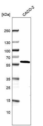 DDX19A Polyclonal Antibody