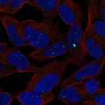 SCRT1 Polyclonal Antibody