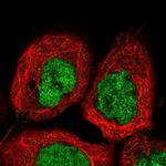 UBXN2B Antibody in Immunocytochemistry (ICC/IF)