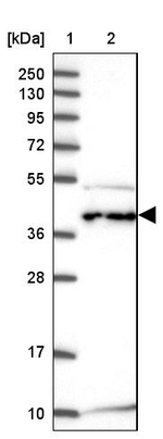 C6orf47 Antibody in Western Blot (WB)