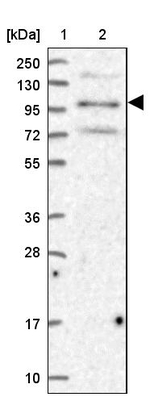 ZBED4 Antibody in Western Blot (WB)