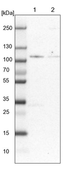 ZBED4 Antibody in Western Blot (WB)