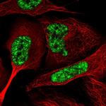 C6orf226 Polyclonal Antibody