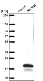 C6orf226 Antibody in Western Blot (WB)