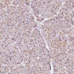FLRG Antibody in Immunohistochemistry (Paraffin) (IHC (P))