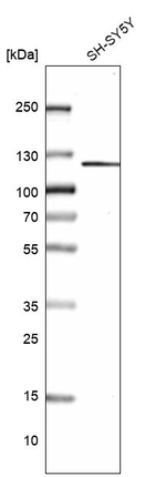 GRID2IP Polyclonal Antibody