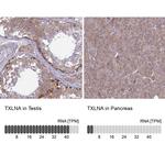 TXLNA Antibody in Immunohistochemistry (IHC)