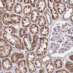 C5orf54 Antibody in Immunohistochemistry (Paraffin) (IHC (P))
