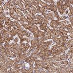 C5orf54 Antibody in Immunohistochemistry (Paraffin) (IHC (P))