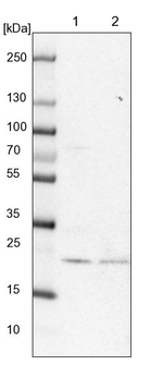 eIF3k Antibody in Western Blot (WB)