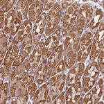 NUDT12 Polyclonal Antibody