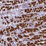 HERC4 Polyclonal Antibody