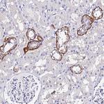 C4orf23 Antibody in Immunohistochemistry (Paraffin) (IHC (P))