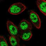 C4orf23 Antibody in Immunocytochemistry (ICC/IF)