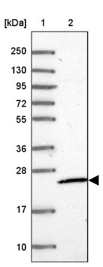 MRPS26 Antibody in Western Blot (WB)