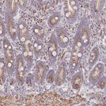MPND Antibody in Immunohistochemistry (Paraffin) (IHC (P))