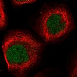 EID2 Polyclonal Antibody