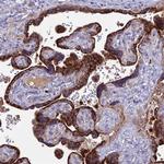 EID2 Antibody in Immunohistochemistry (Paraffin) (IHC (P))