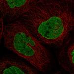 TRF4-1 Polyclonal Antibody