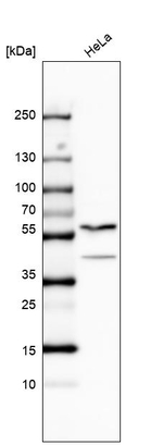 TRF4-1 Antibody in Western Blot (WB)