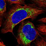 COX20 Polyclonal Antibody