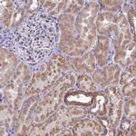 COX20 Antibody in Immunohistochemistry (Paraffin) (IHC (P))