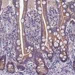 COX20 Antibody in Immunohistochemistry (Paraffin) (IHC (P))