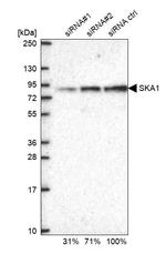 SKA1 Antibody