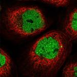 KIAA1486 Polyclonal Antibody