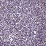 FAM195B Polyclonal Antibody