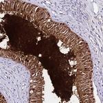 DEFB106A Antibody in Immunohistochemistry (Paraffin) (IHC (P))