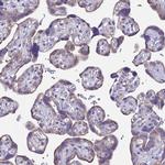OR2W3 Antibody in Immunohistochemistry (Paraffin) (IHC (P))
