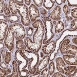 OR8S1 Antibody in Immunohistochemistry (Paraffin) (IHC (P))