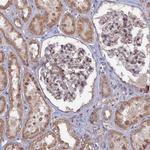 CNTD2 Antibody in Immunohistochemistry (Paraffin) (IHC (P))