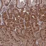 CNTD2 Antibody in Immunohistochemistry (Paraffin) (IHC (P))