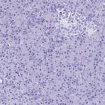 PATE4 Antibody in Immunohistochemistry (Paraffin) (IHC (P))