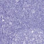 PATE4 Antibody in Immunohistochemistry (Paraffin) (IHC (P))