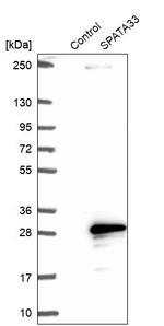 SPATA33 Antibody in Western Blot (WB)