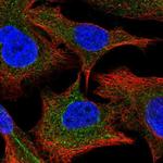 PPCDC Polyclonal Antibody