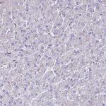 UBE2G1 Antibody in Immunohistochemistry (Paraffin) (IHC (P))