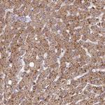 SDHD Antibody in Immunohistochemistry (Paraffin) (IHC (P))