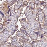 SDHD Antibody in Immunohistochemistry (Paraffin) (IHC (P))