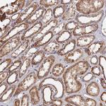 SPANXN4 Antibody in Immunohistochemistry (Paraffin) (IHC (P))